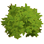 Bush